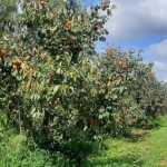 Produtores do Sul de Minas já iniciaram a colheita de caqui