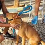 Vacinação contra a raiva é estendida em Varginha
