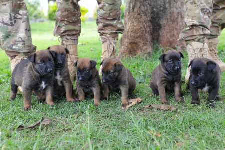 Fotos mostram nova ninhada de cães para treinamento da Polícia Militar do Distrito Federal