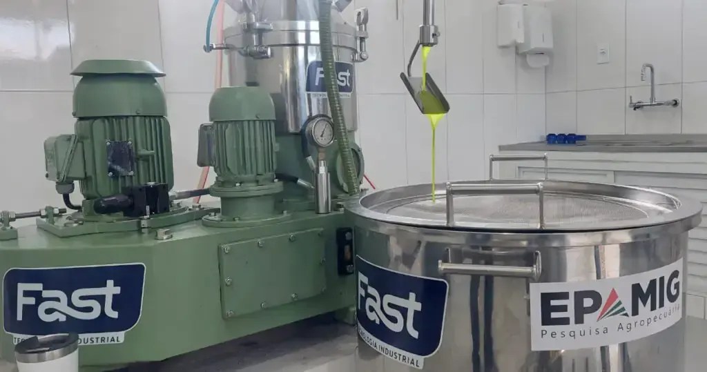 Óleo de abacate pode ser alternativa no período de entressafra das oliveiras, aponta a Epamig