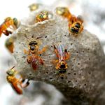 Meliponicultura agora tem uma capital nacional; saiba qual foi a cidade de SC escolhida