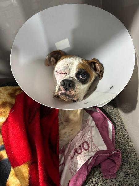 Ela foi encontrada com ferimentos graves na cabeça e precisou ser socorrida às pressas para uma clínica veterinária em Lavras, com o apoio de protetores locais.