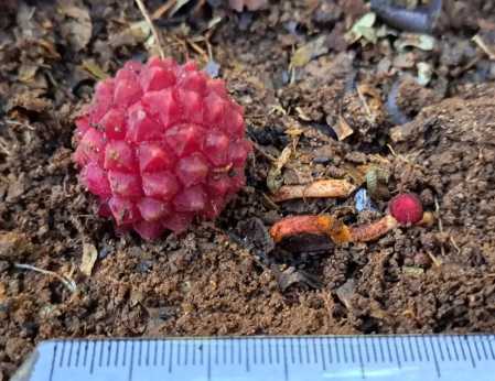 Planta foi encontrada nas trilhas turísticas da Fazenda Santa Helena.