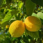 Folhas amarelas no limoeiro? veja como recuperar a planta