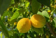 Folhas amarelas no limoeiro? veja como recuperar a planta