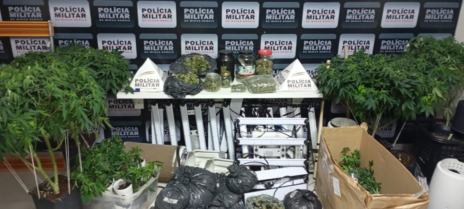 Veja vídeo do interior do laboratório de maconha desmantelado em MG