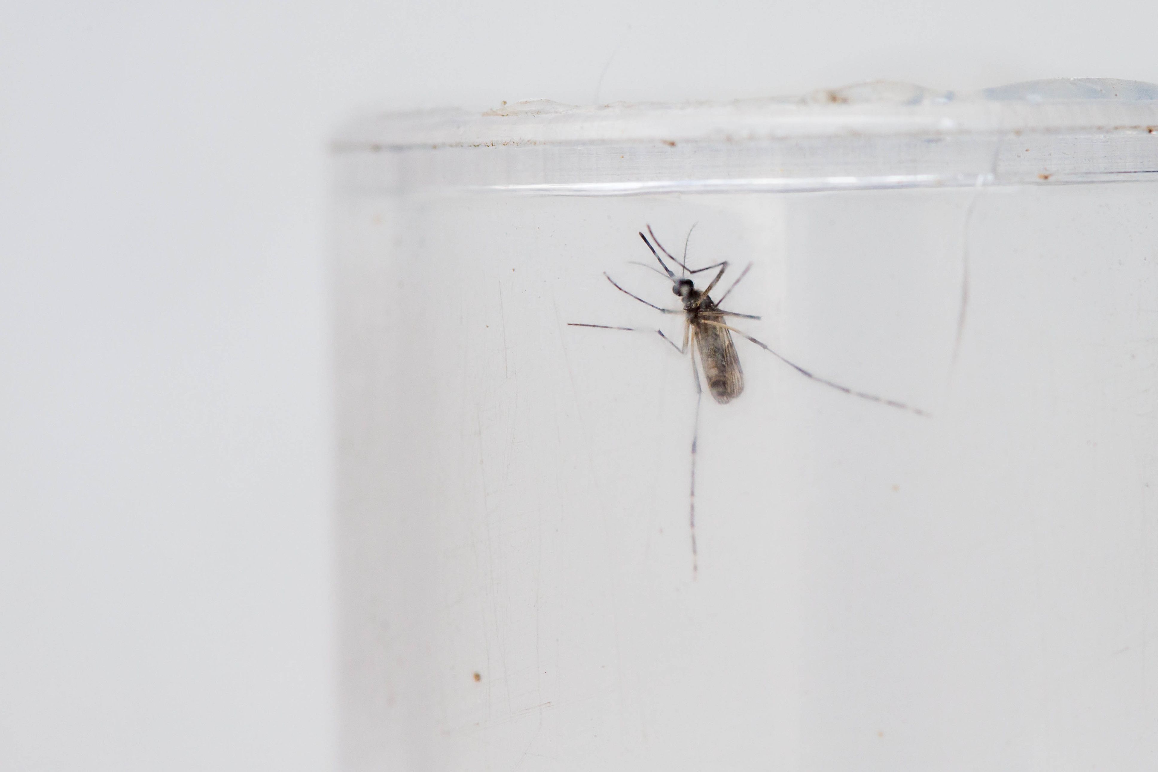 Brasil está perto de atingir 1 milhão de casos prováveis de dengue em 2024