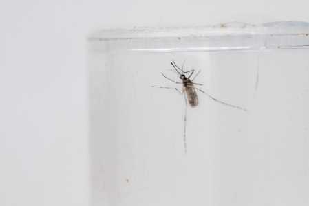 Brasil fica perto de atingir 1 milhão de casos prováveis de dengue em 2024 | CNN Brasil