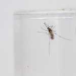 Brasil está perto de atingir 1 milhão de casos prováveis de dengue em 2024