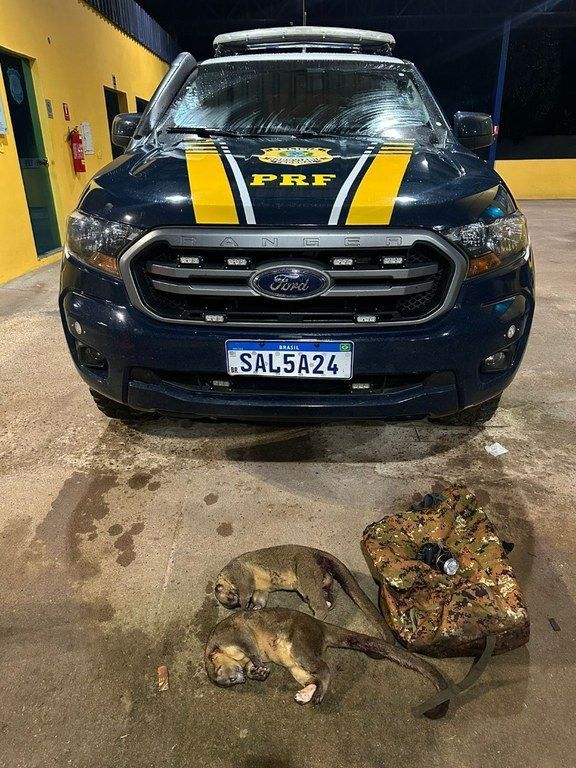 PRF encontra dois macacos mortos em veículo no Amapá; motorista disse que queria comê-los