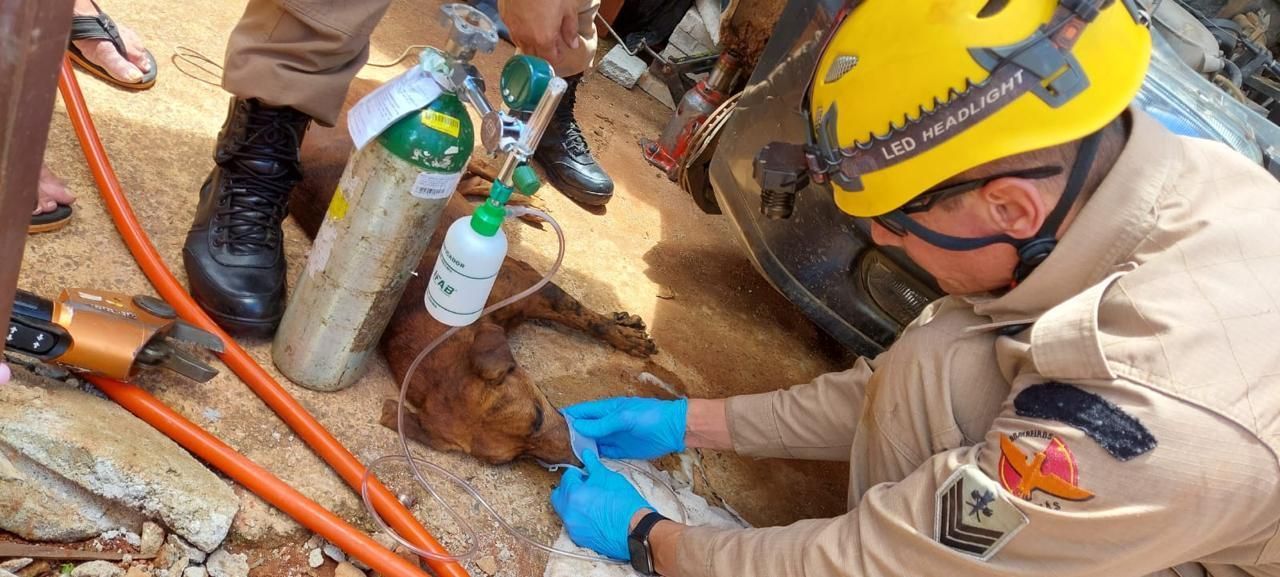Bombeiros ressuscitam cachorrinha que teve parada cardíaca em Catalão (GO)