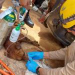 Bombeiros ressuscitam cachorrinha que teve parada cardíaca em Catalão (GO)