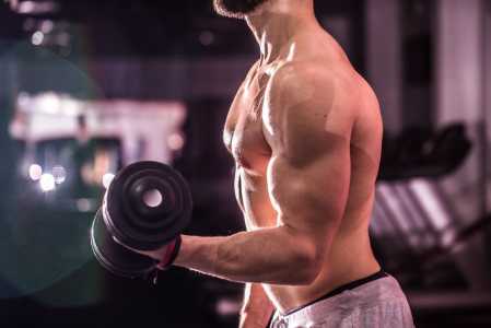 musculos musculacao