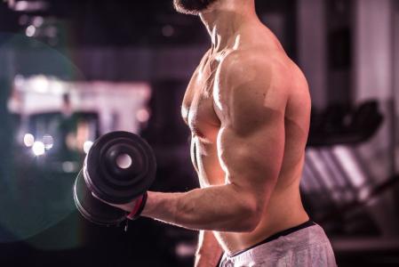 musculos musculacao