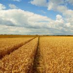 Conteúdos sobre o agro deverão integrar currículos das escolas