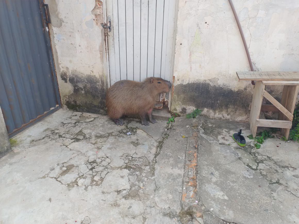 Capivara invade casa, impede saída de moradores e é capturada no Sul de Minas