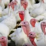 Gripe aviária: Agricultura confirma mais 2 casos em aves silvestres