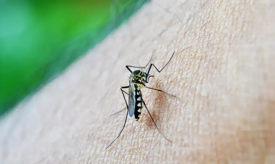 Circulação do sorotipo 3 da dengue preocupa especialistas; saiba o motivo