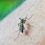 Circulação do sorotipo 3 da dengue preocupa especialistas; saiba o motivo