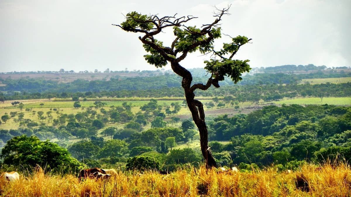 Para conter desmatamento recorde no Cerrado, governo quer novas áreas de conservação