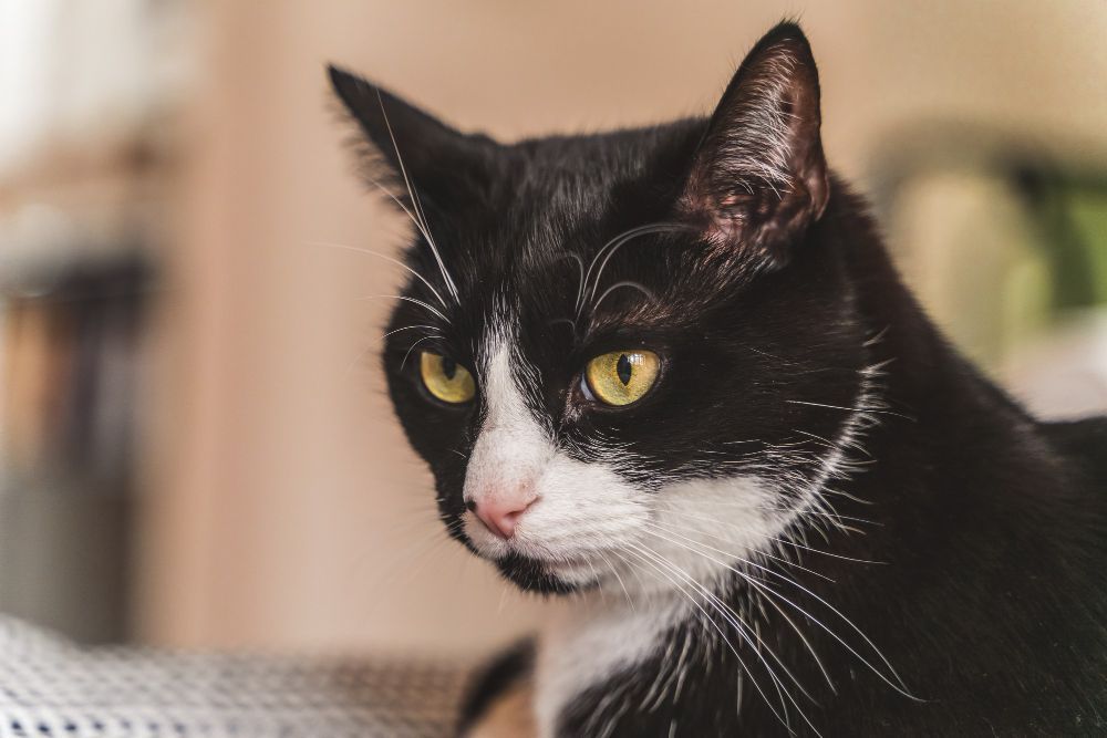 Gatos também precisam de cuidados com a saúde dentária; saiba o que fazer