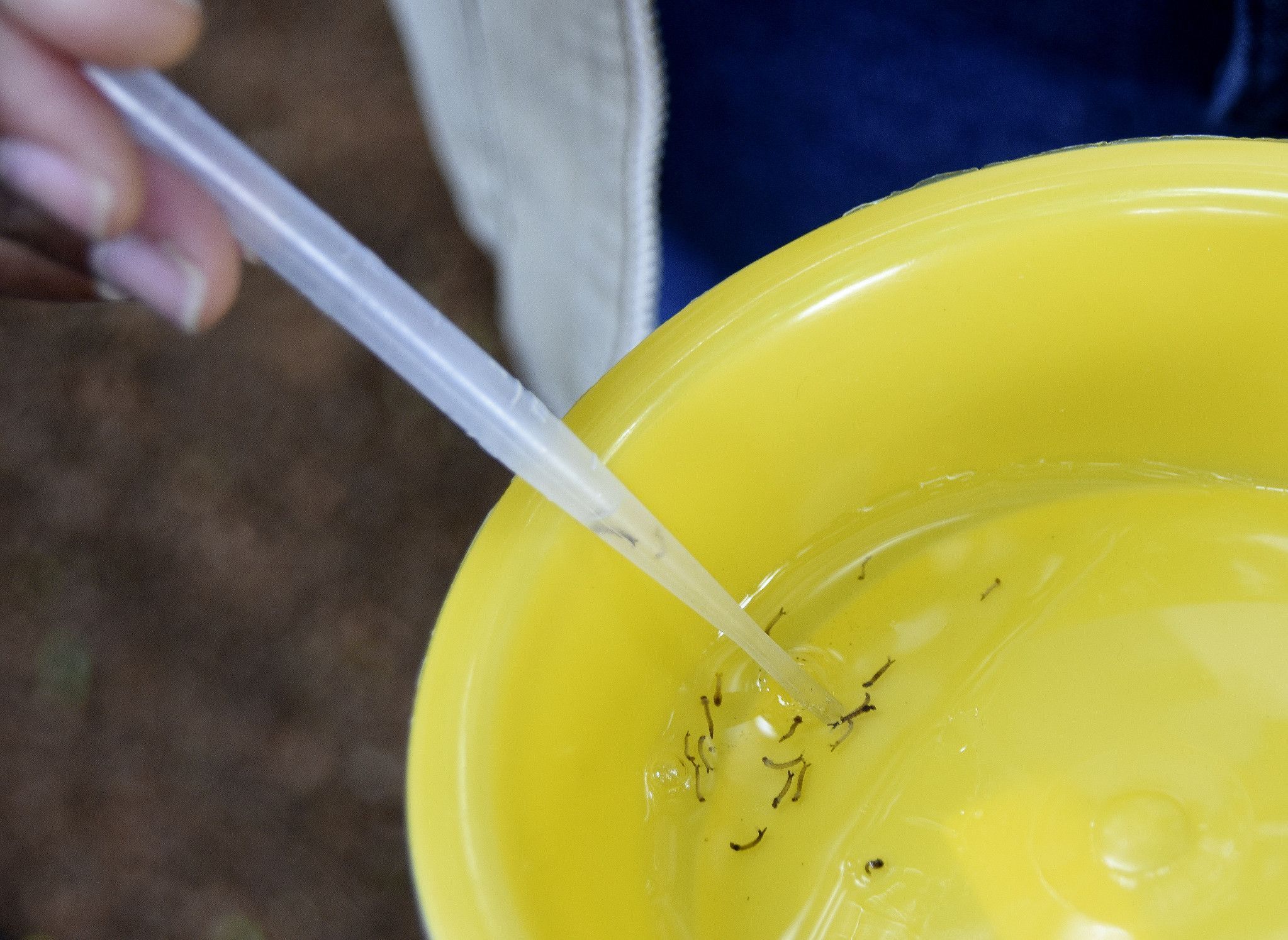Ministério da Saúde incorpora a Qdenga, vacina contra dengue, ao SUS