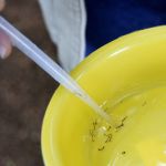 Especialista explica como ferramenta da USP e UFMG pode contribuir no combate à dengue