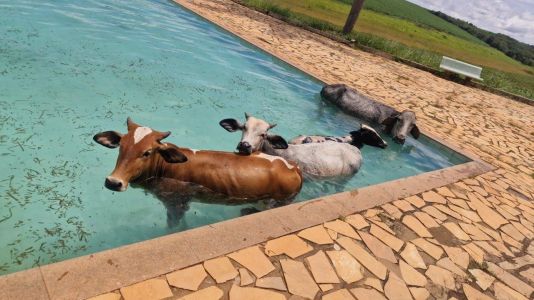 Animais estava dentro da piscina quando a guarnição do Corpo de Bombeiros chegou ao local
