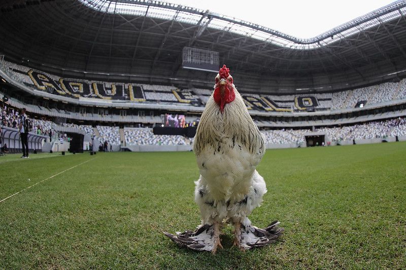 Morre galo que virou celebridade na torcida do Atlético e marcou abertura da Arena MRV