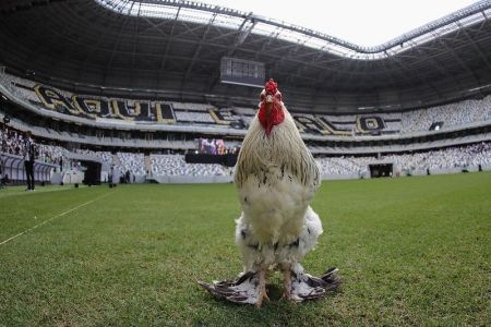Galo Bastião na Arena MRV, estádio do Atlético