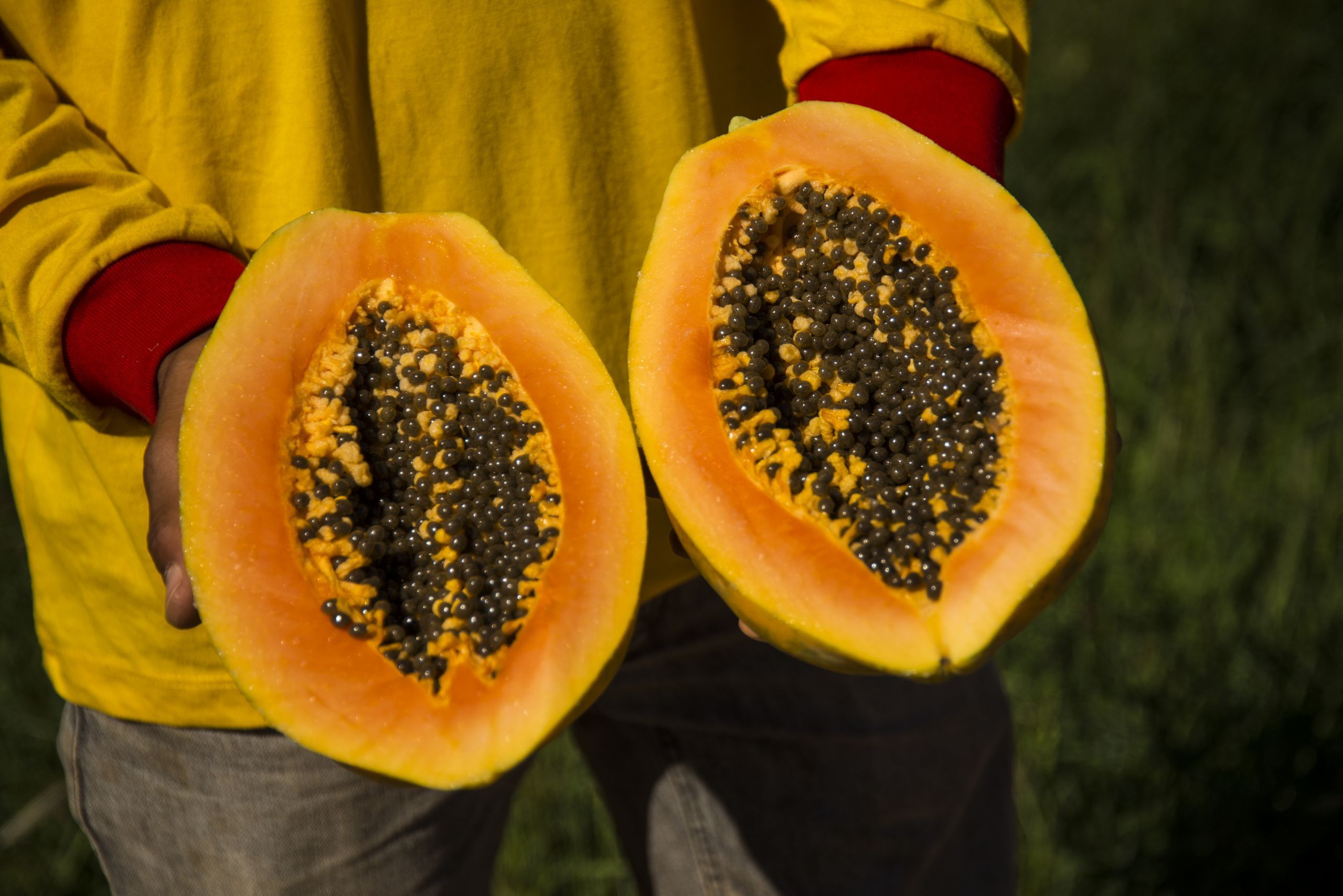 Fruta da semana: mamão veio do México, é bom para o intestino e previne o câncer