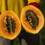Fruta da semana: mamão veio do México, é bom para o intestino e previne o câncer