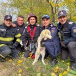 Cadela é resgatada por bombeiros na Romênia após cair em poço de 15 metros