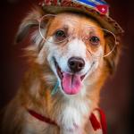 ArraiAU: festa junina para cães terá adoção, quadrilha e comidas típicas em BH