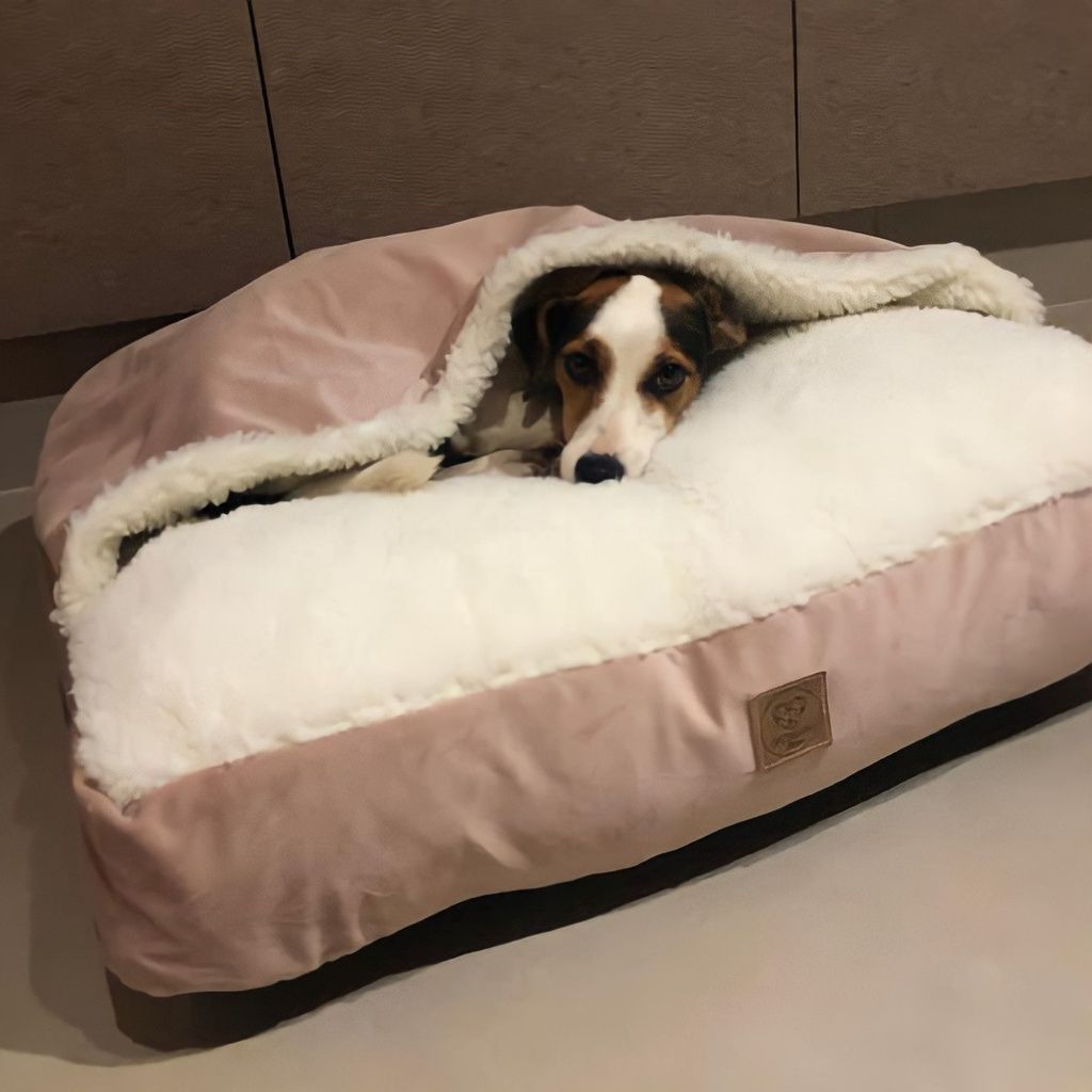 Aprenda como lavar a caminha do cachorro da forma correta