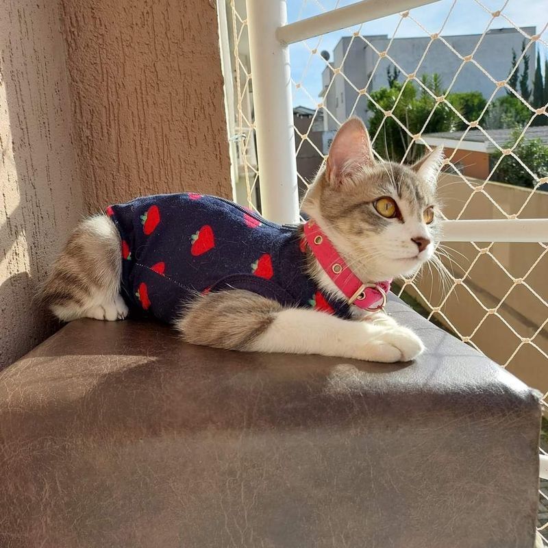 Roupas cirúrgicas para gatos devem ter material respirável, elástico e confortável
