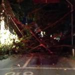 Árvore de grande porte cai e interdita rua Padre Eustáquio, em BH