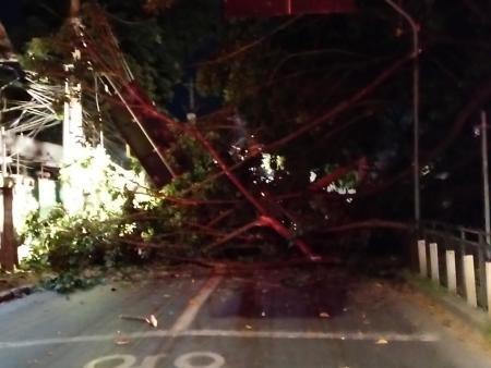 Bombeiros atuam após queda de árvore