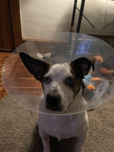 O colar elizabetano, popularmente conhecido como cone, é considerado a opção mais completa por impedir que o cão alcance qualquer parte do corpo com a boca, além de proteger a face e os olhos