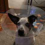 Cone ou roupa cirúrgica para cães? Saiba qual é a melhor opção para o pós-operatório