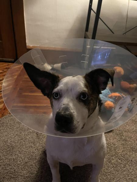 O colar elizabetano, popularmente conhecido como cone, é considerado a opção mais completa por impedir que o cão alcance qualquer parte do corpo com a boca, além de proteger a face e os olhos