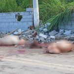 Três bois morrem após serem atropelados por trem em Conselheiro Lafaiete