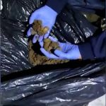 Criminosos são presos, após se disfarçarem de policiais para roubar drogas de grupos de traficantes 