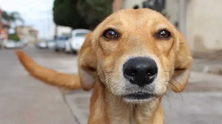 Dia Nacional do Vira Lata: relembre os caramelos que encantaram a web