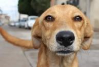 Cachorro 'vira-lata': animal é o mais presente nas casas, mas enfrenta alto índice de abandono
