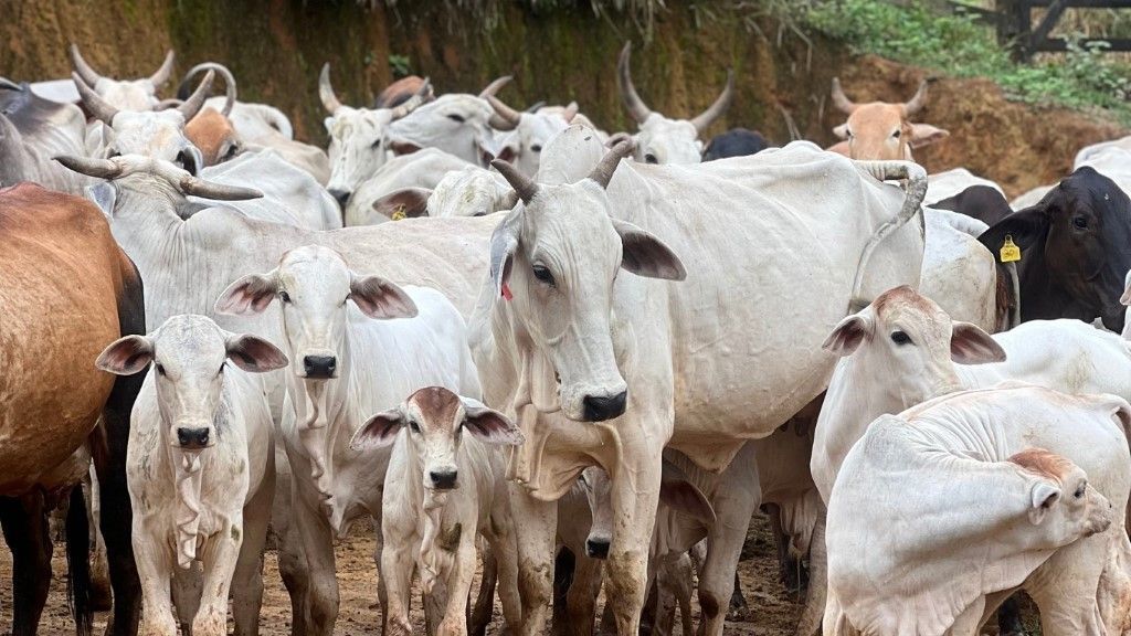 Mariana oferece programa gratuito de melhoramento genético para produtores rurais