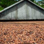 Indústria do cacau fecha 2025 em ajuste, apoiada pelas exportações