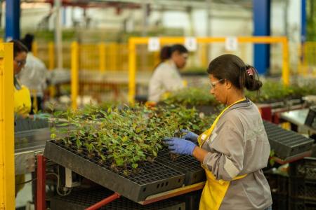 Plantação de mudas de eucalipto