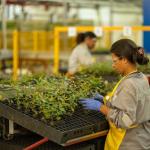 CNI projeta avanço de 1,8% do PIB e estabilidade na agropecuária em 2026