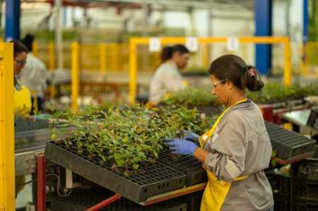 Plantação de mudas de eucalipto